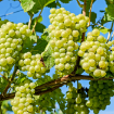 Picture of White Grape