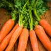 Picture of Carrots